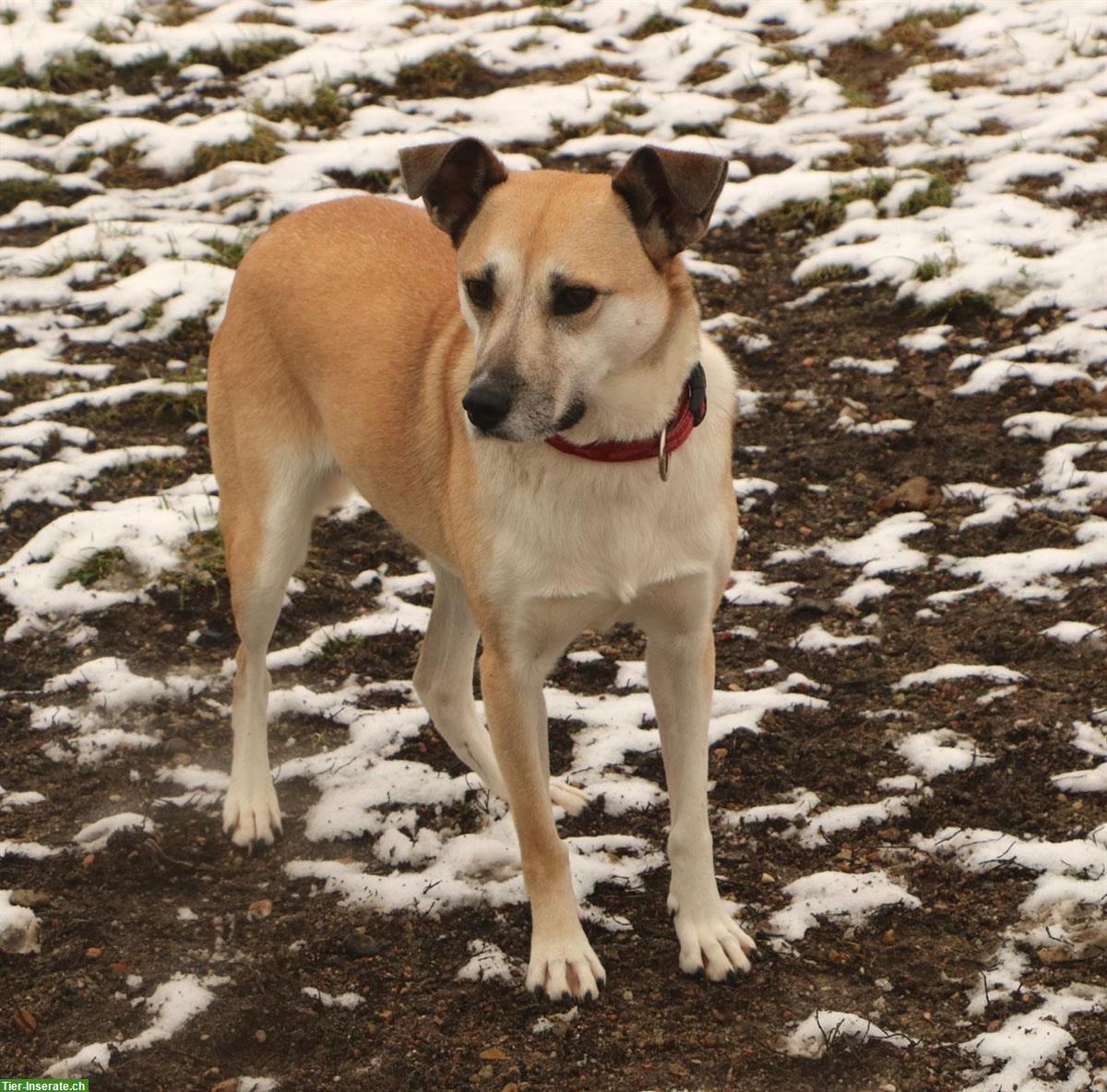 Bild 2: Hündin Fiona, ca. 5-jährig, kuschelt und knuddelt gerne