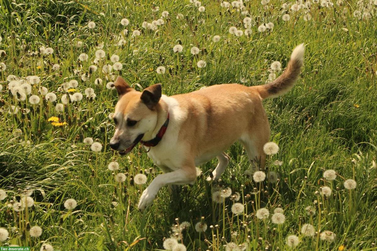 Bild 3: Hündin Fiona, ca. 5-jährig, kuschelt und knuddelt gerne