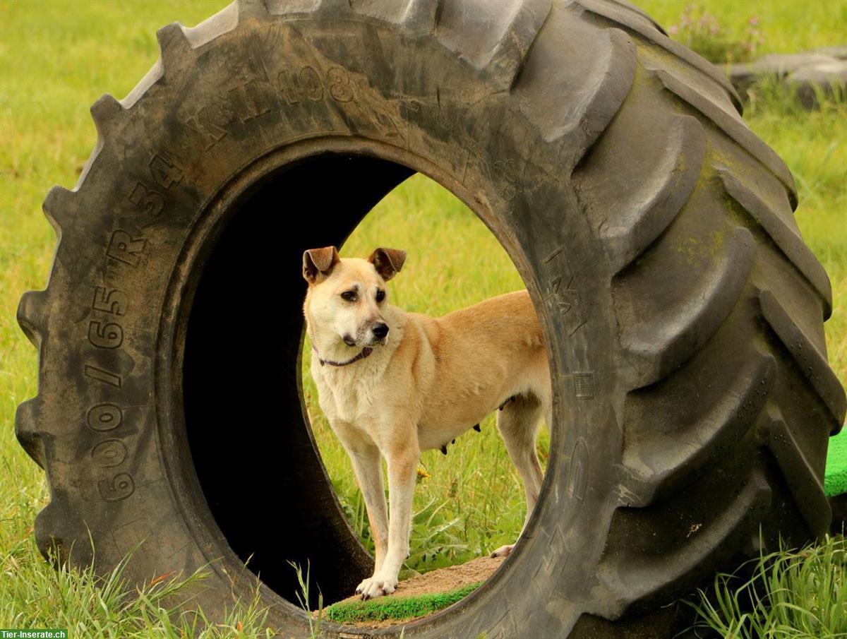 Bild 7: Hündin Fiona, ca. 5-jährig, kuschelt und knuddelt gerne