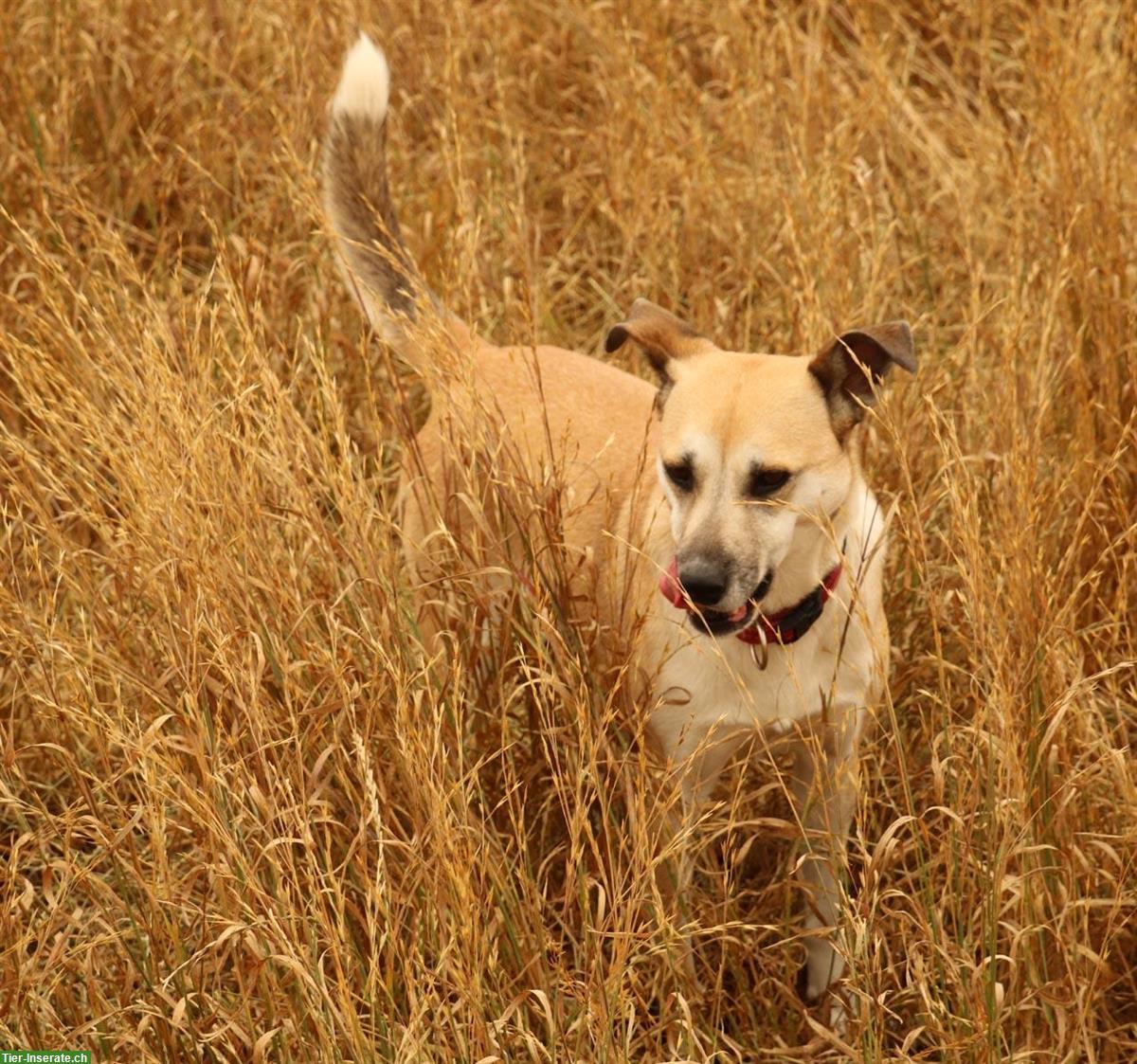 Bild 8: Hündin Fiona, ca. 5-jährig, kuschelt und knuddelt gerne