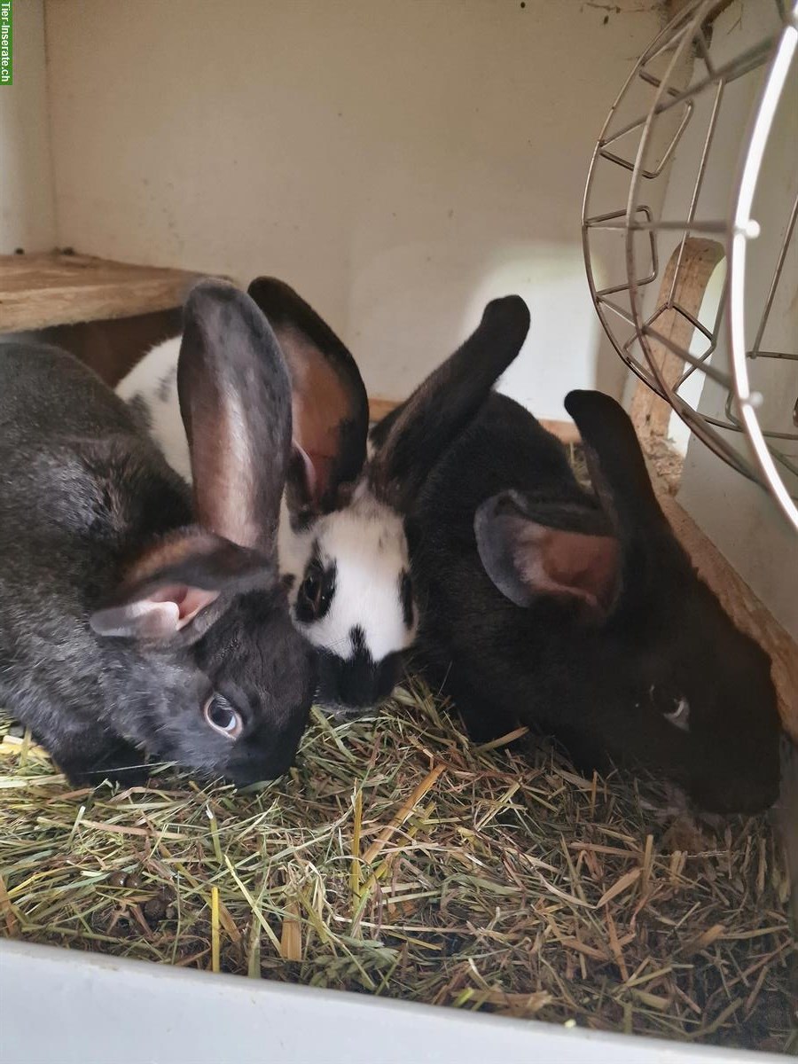 Junge Kaninchen handzahm zu verkaufen