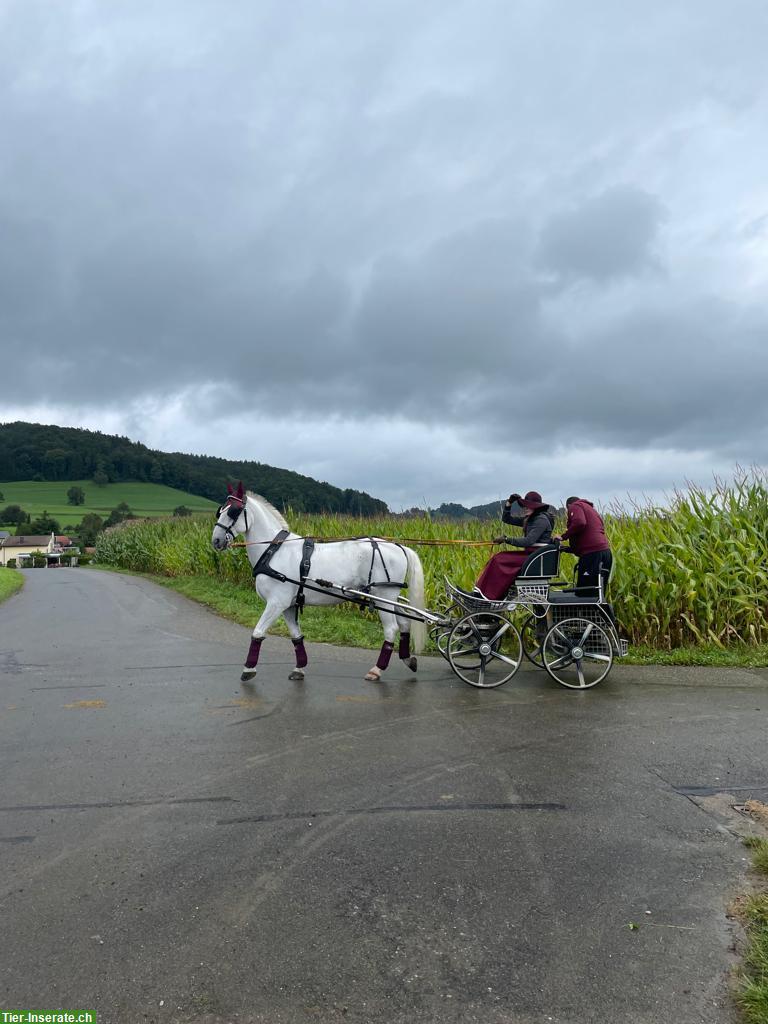 Bild 2: Kutsche/Marathonwagen von Kutschen Kurmann