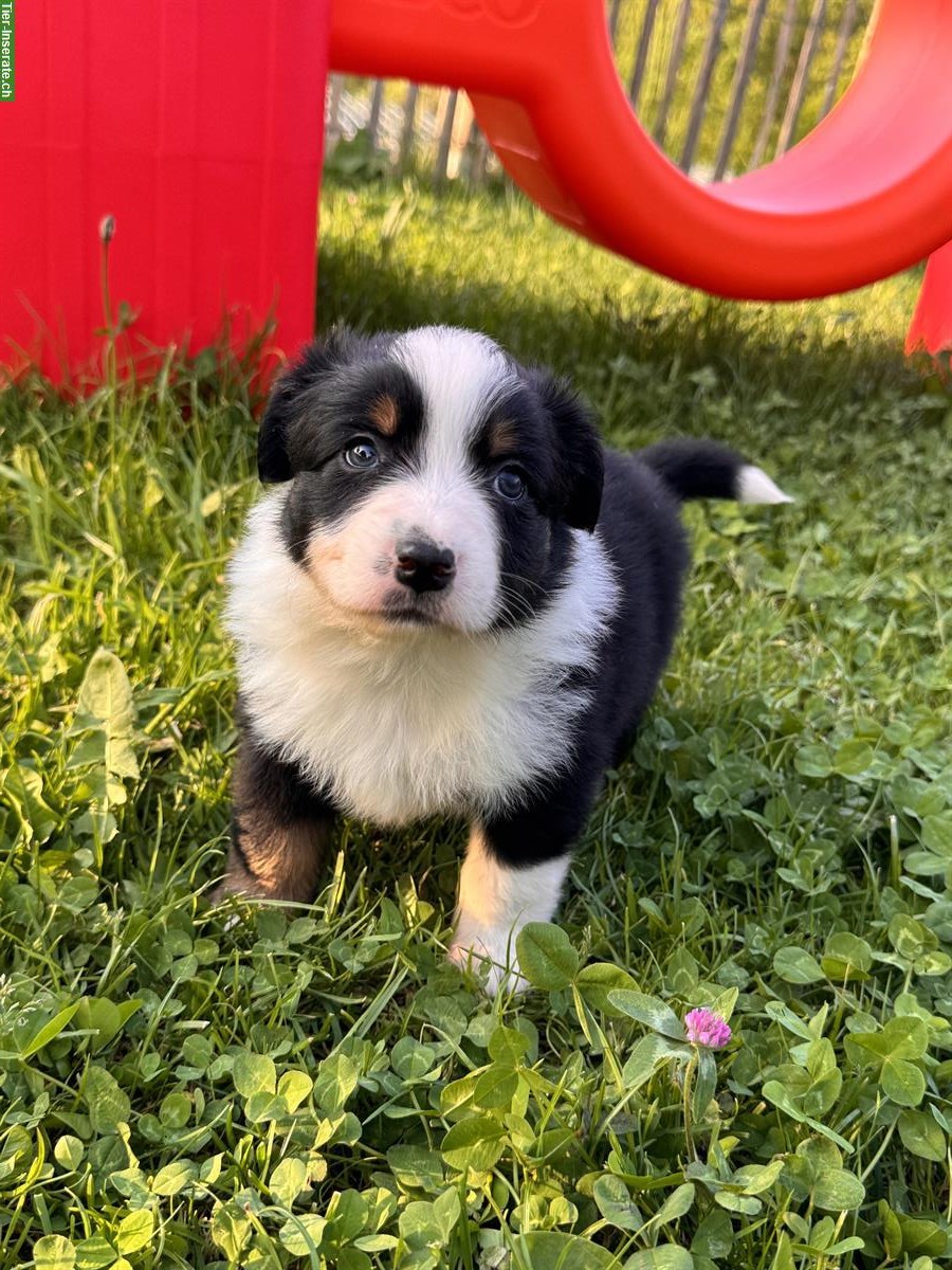 Miniature Australian Shepherd Rüde / Welpe / Mini Aussie