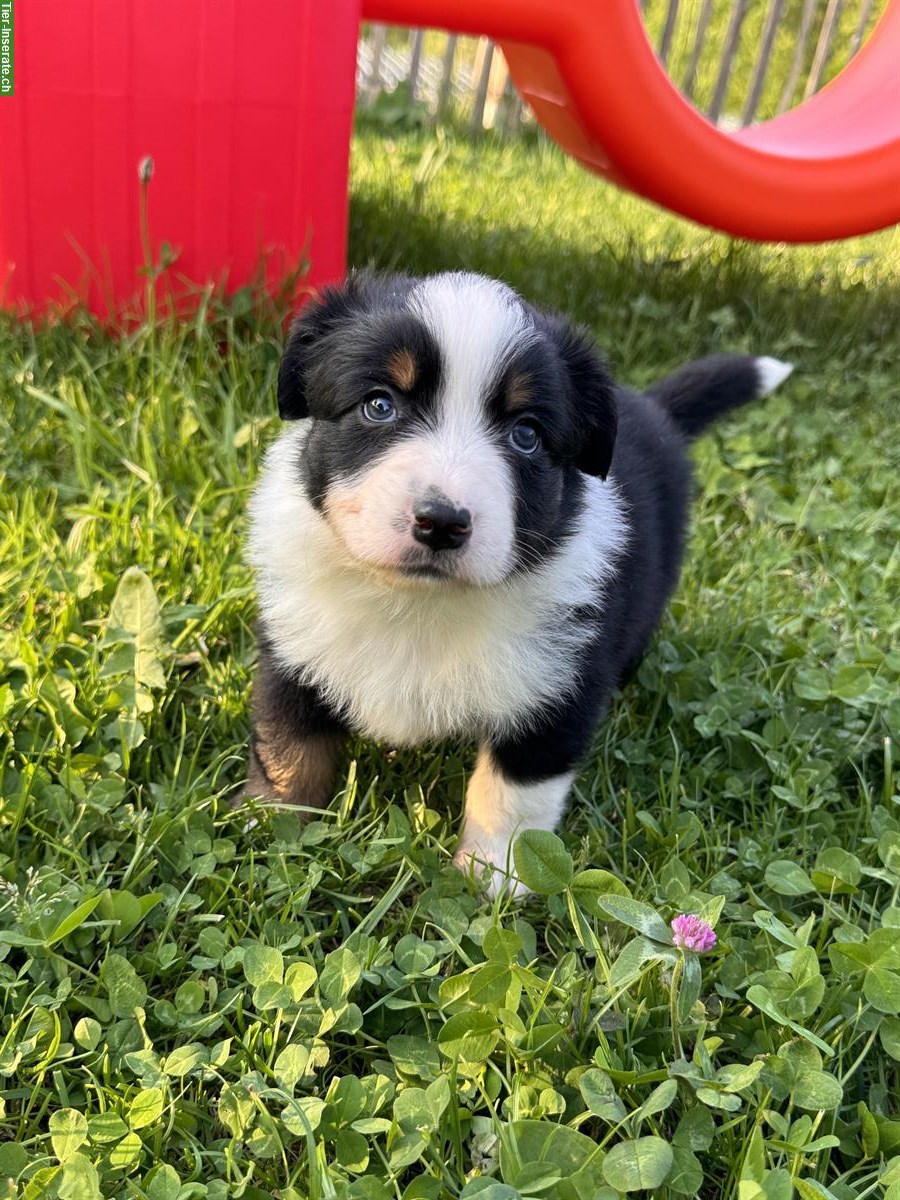 Bild 2: Miniature Australian Shepherd Rüde / Welpe / Mini Aussie