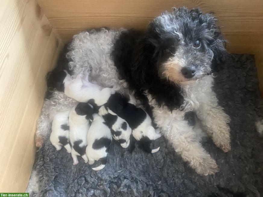 Maltipoo Welpen, Zwergpudel x Malteser zu verkaufen