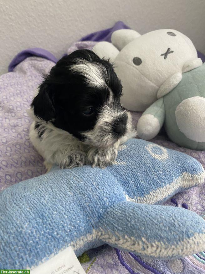 Bild 7: Maltipoo Welpen, Zwergpudel x Malteser zu verkaufen