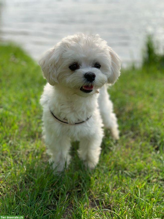 Bild 8: Maltipoo Welpen, Zwergpudel x Malteser zu verkaufen