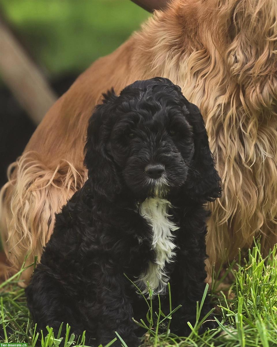 F1 Cockapoo Welpen zu verkaufen