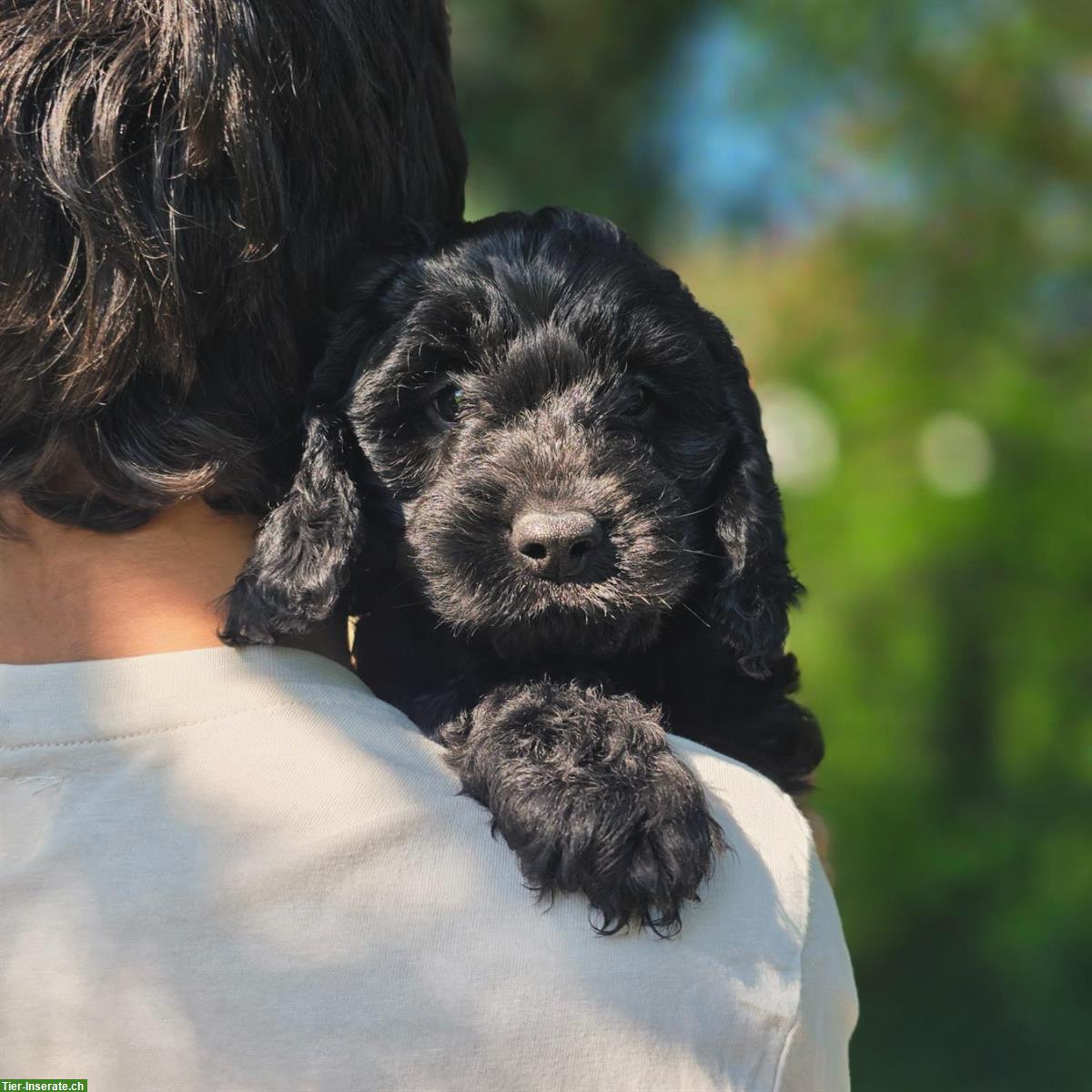 Bild 2: F1 Cockapoo Welpen zu verkaufen