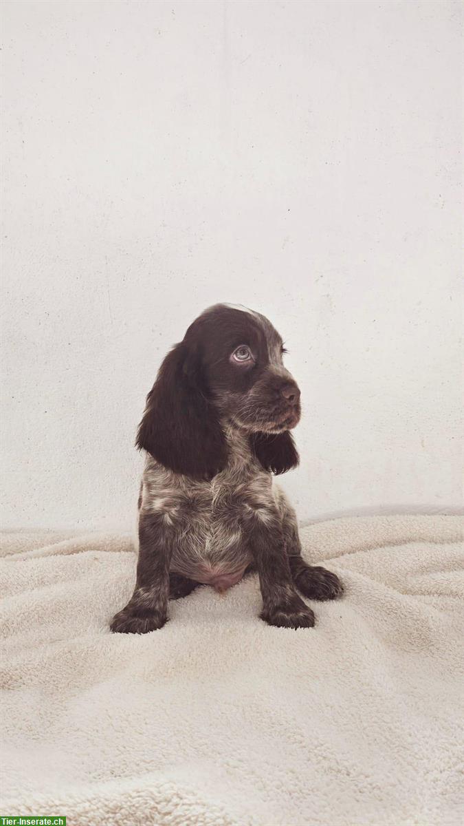 Adorable Cocker Spaniel Anglais