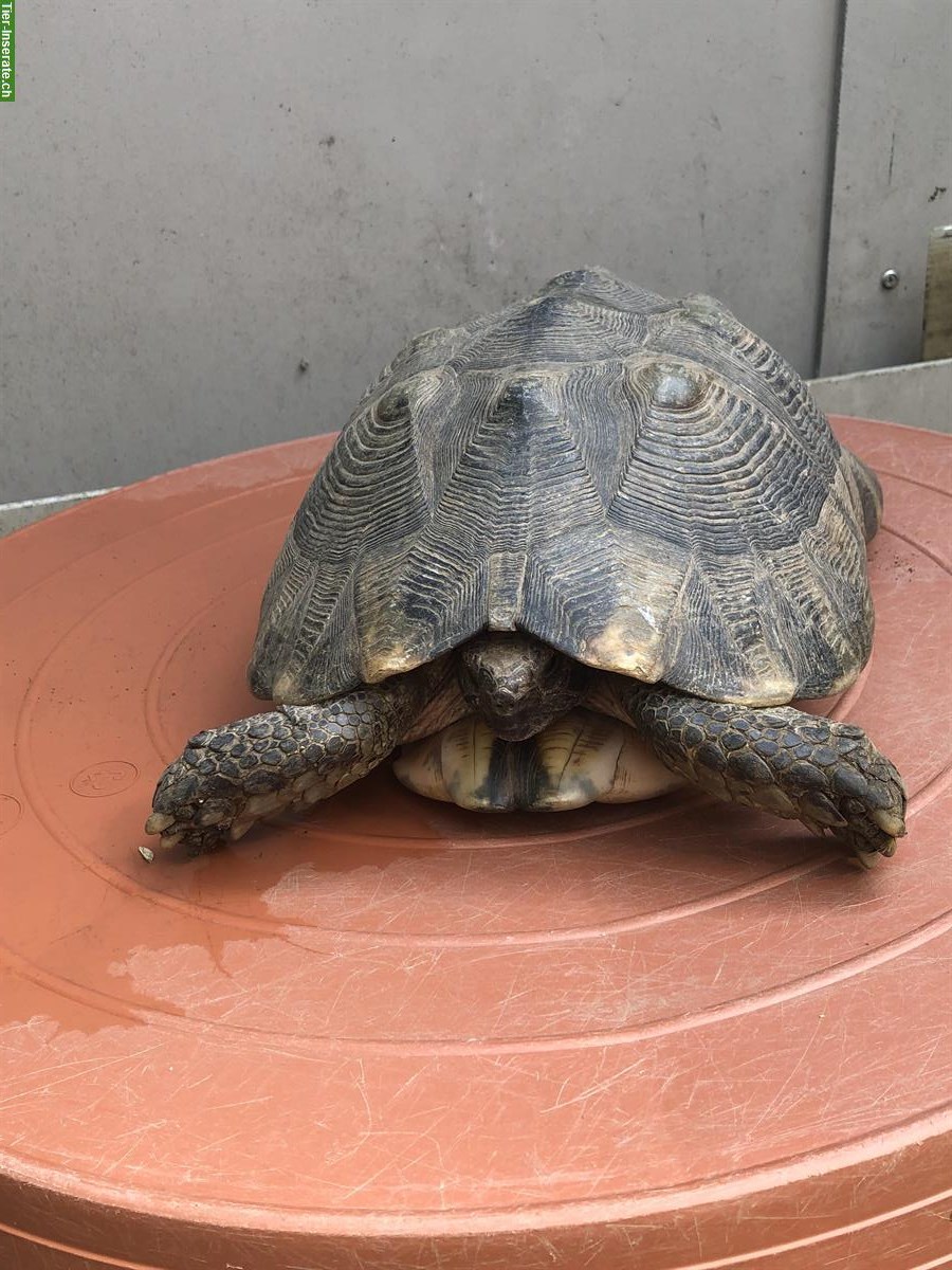 Breitrandschildkröte, männlich ca. 20-jährig