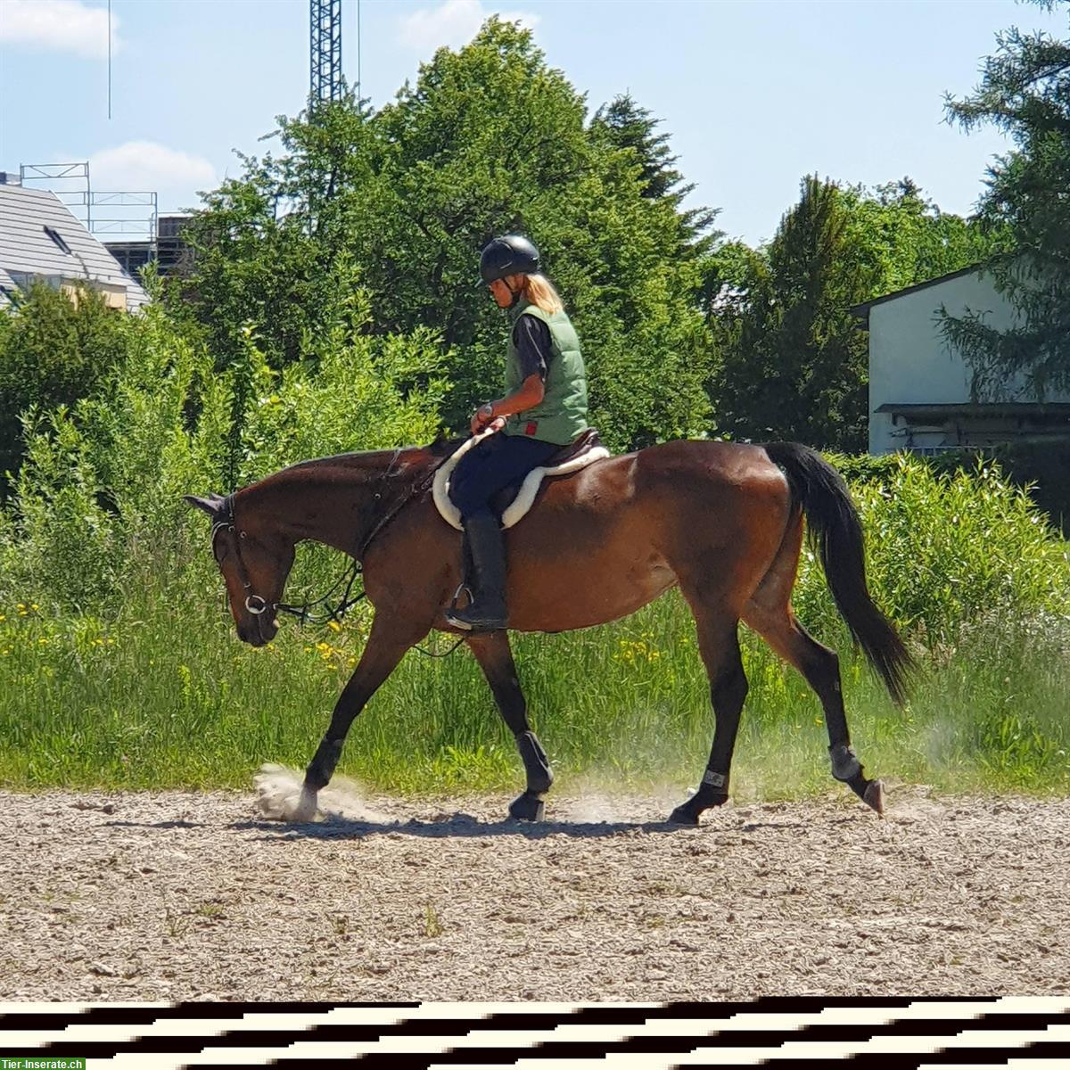 Bild 2: Suche Pflegepferd/Reitbeteiligung, Umgebung Uster