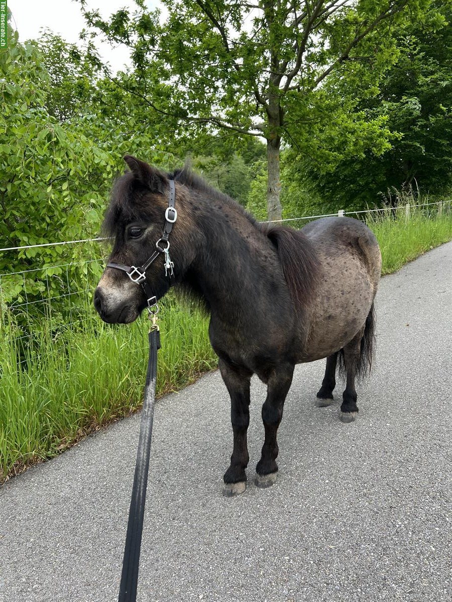 Bild 2: Pflegebeteiligung für Pablo im Buechibärg, Mühledorf SO