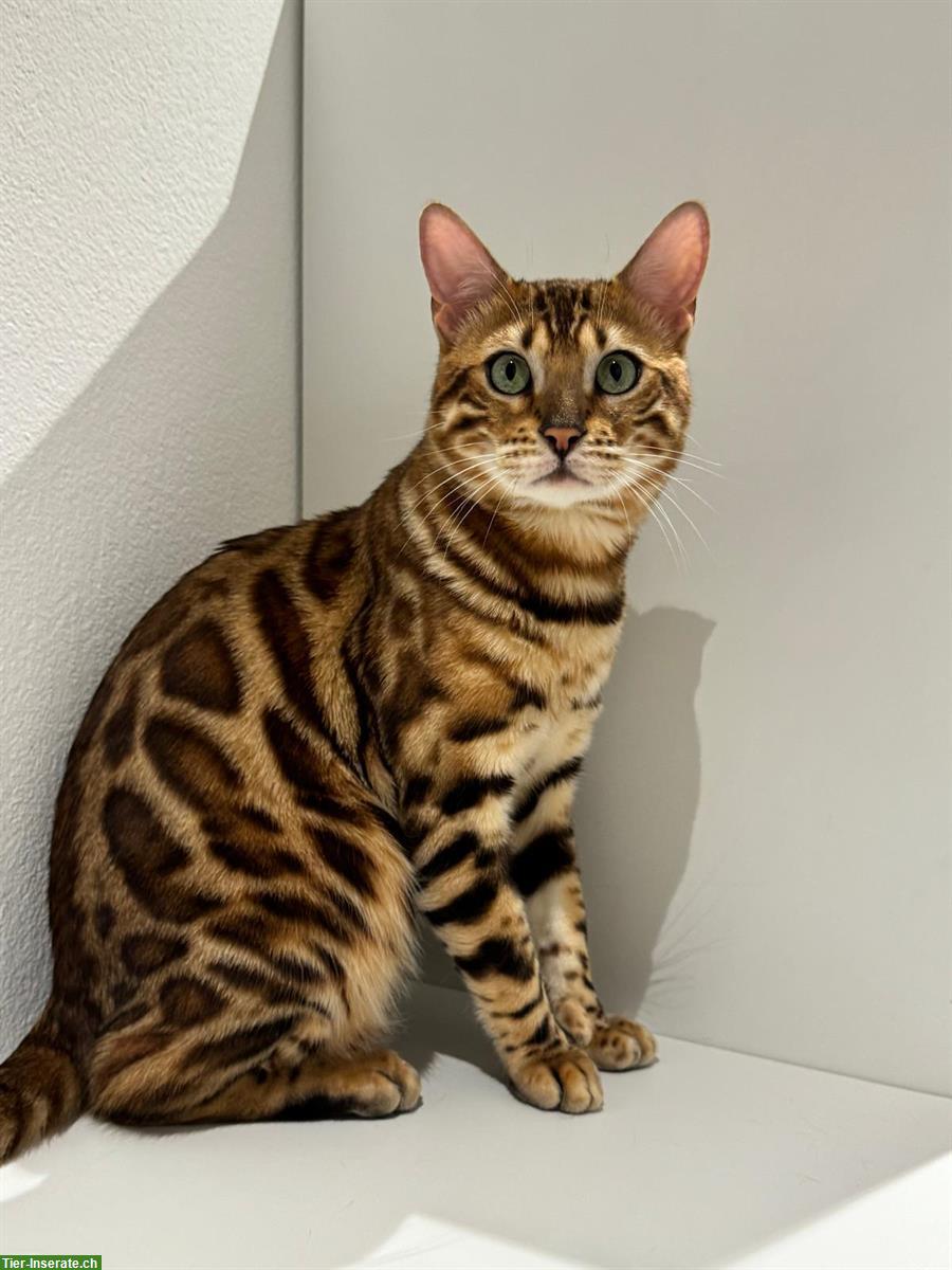 Reinrassiger Bengal Deckkater