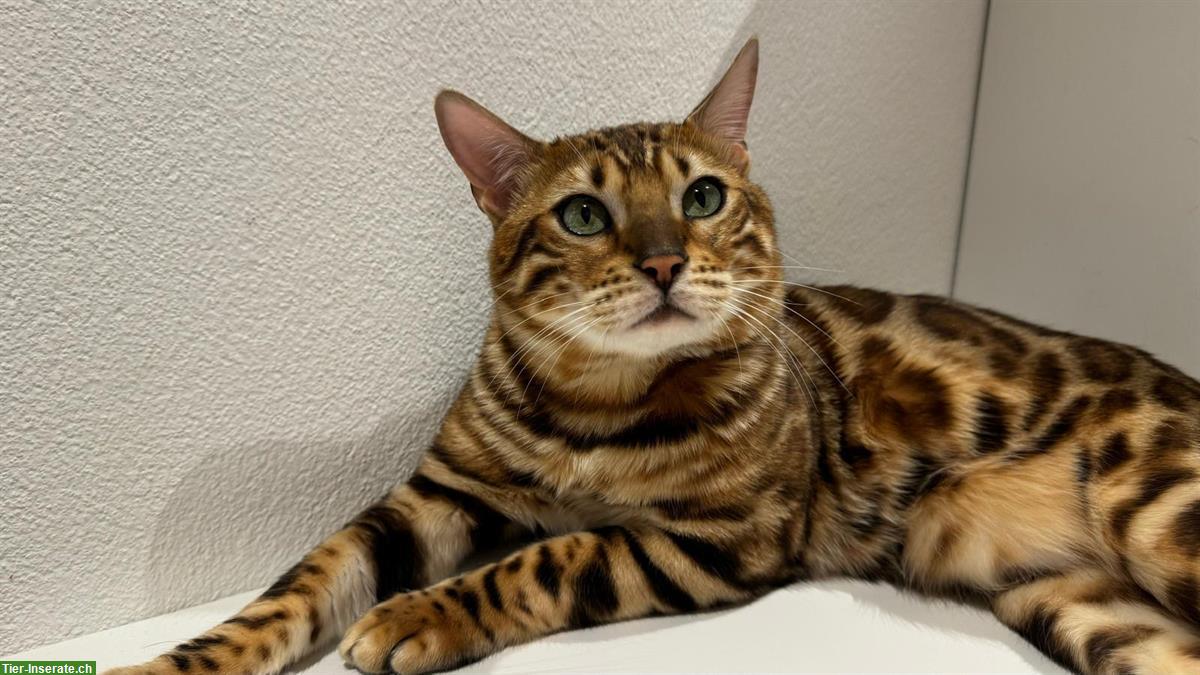 Bild 3: Reinrassiger Bengal Deckkater