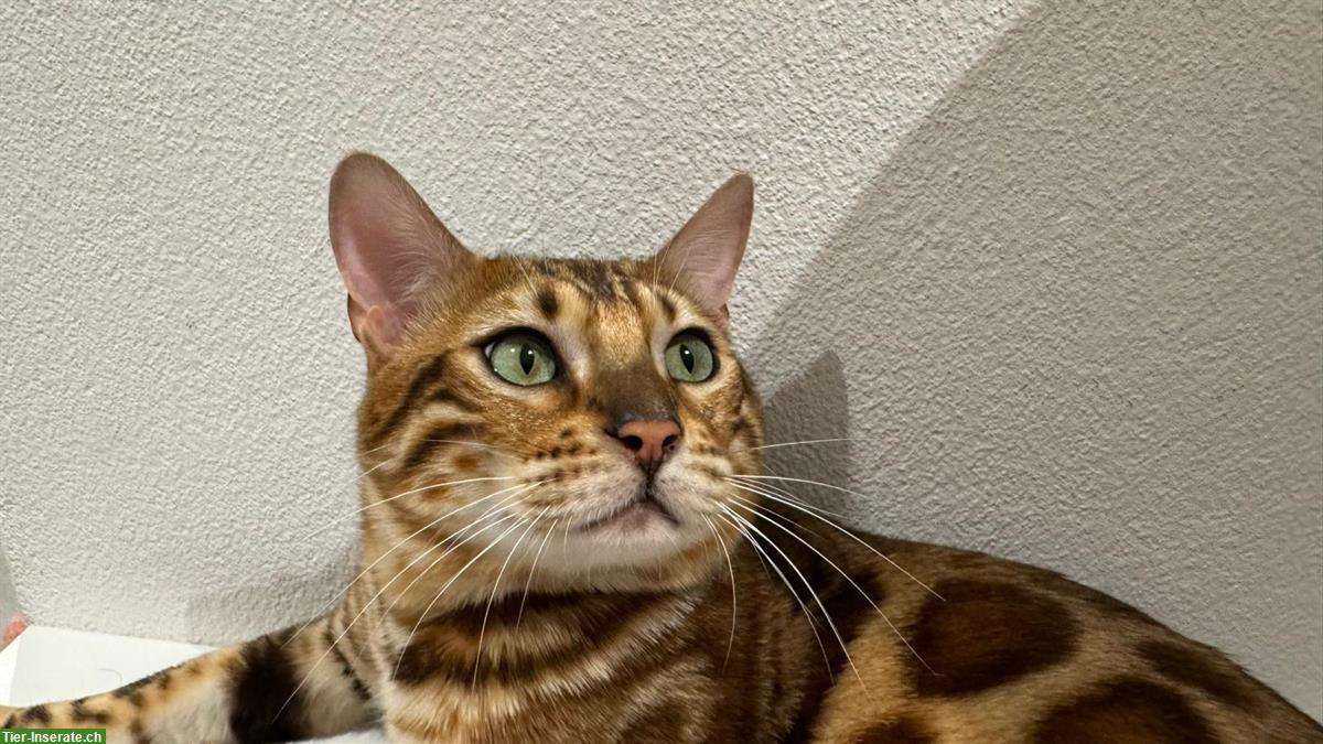 Bild 4: Reinrassiger Bengal Deckkater