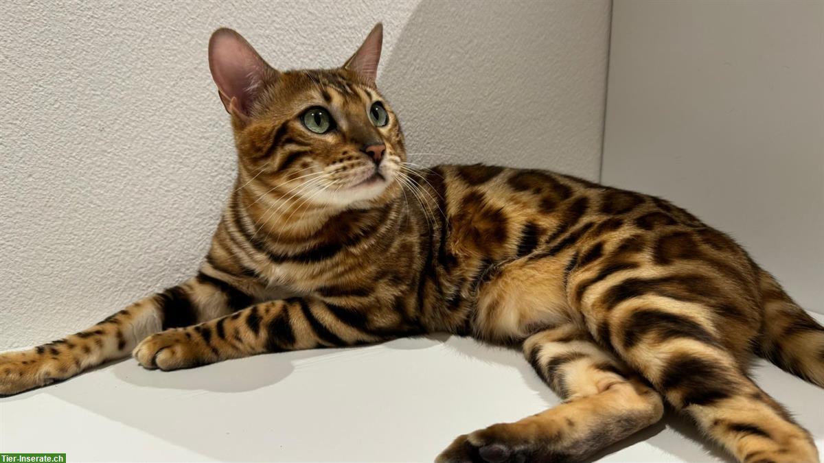 Bild 5: Reinrassiger Bengal Deckkater