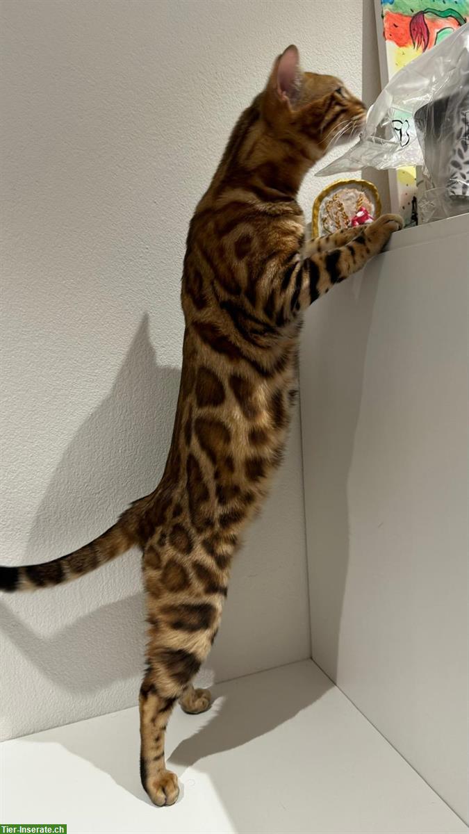 Bild 6: Reinrassiger Bengal Deckkater