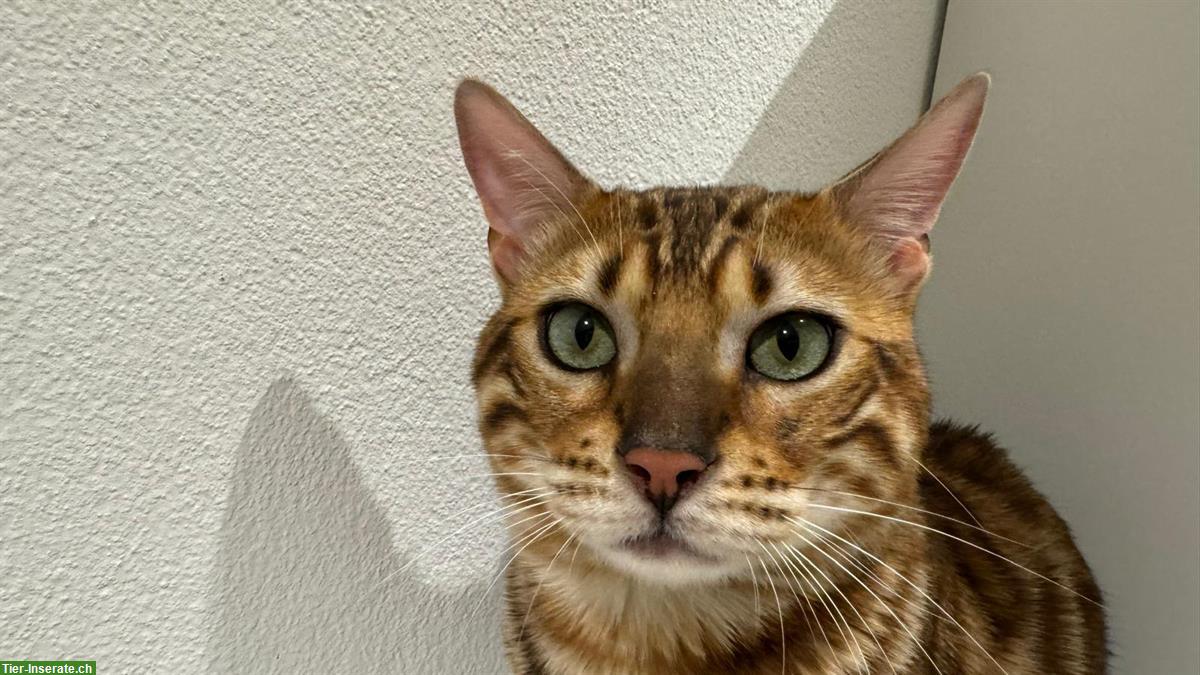 Bild 8: Reinrassiger Bengal Deckkater