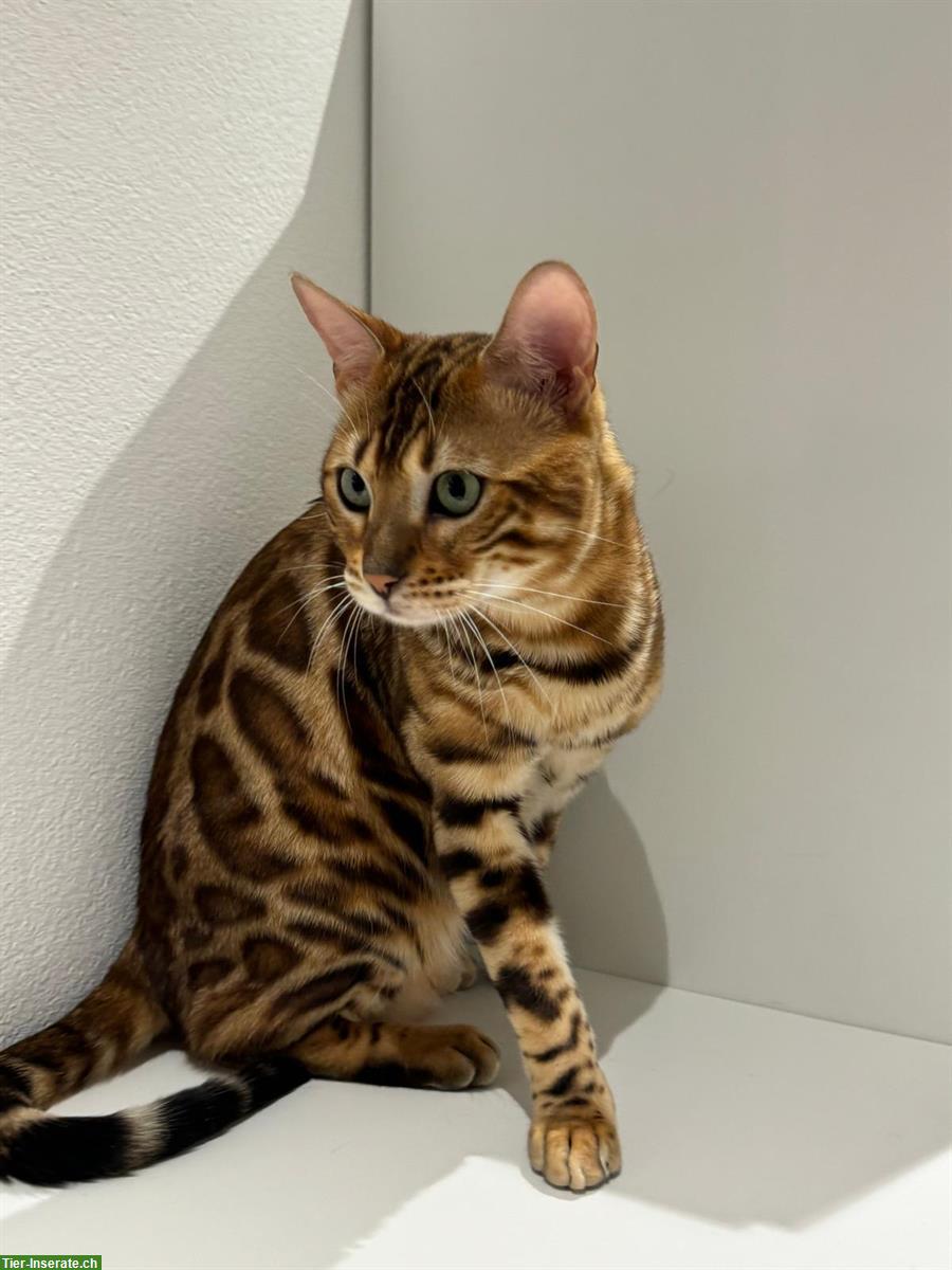 Bild 9: Reinrassiger Bengal Deckkater