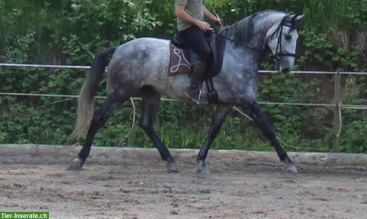 Bild 4: Wunderschöner Lusitano Dressurwallach zu verkaufen