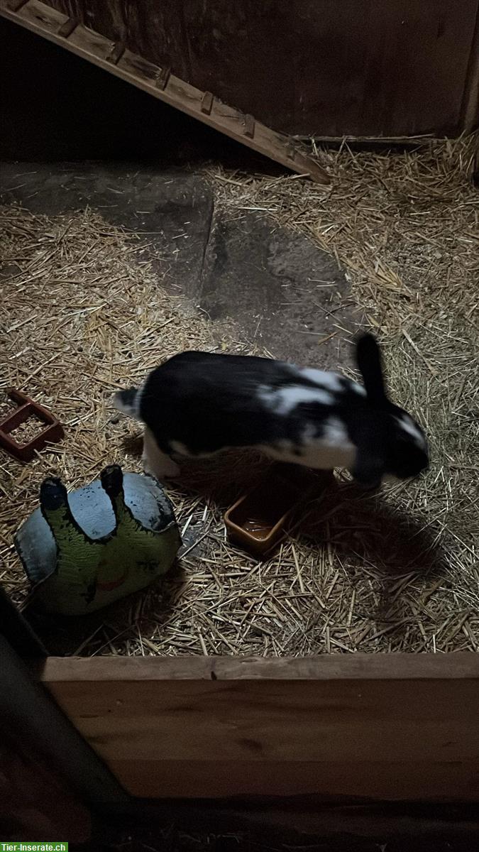 Französische Widder x Holländer Kaninchen Zuchtbock