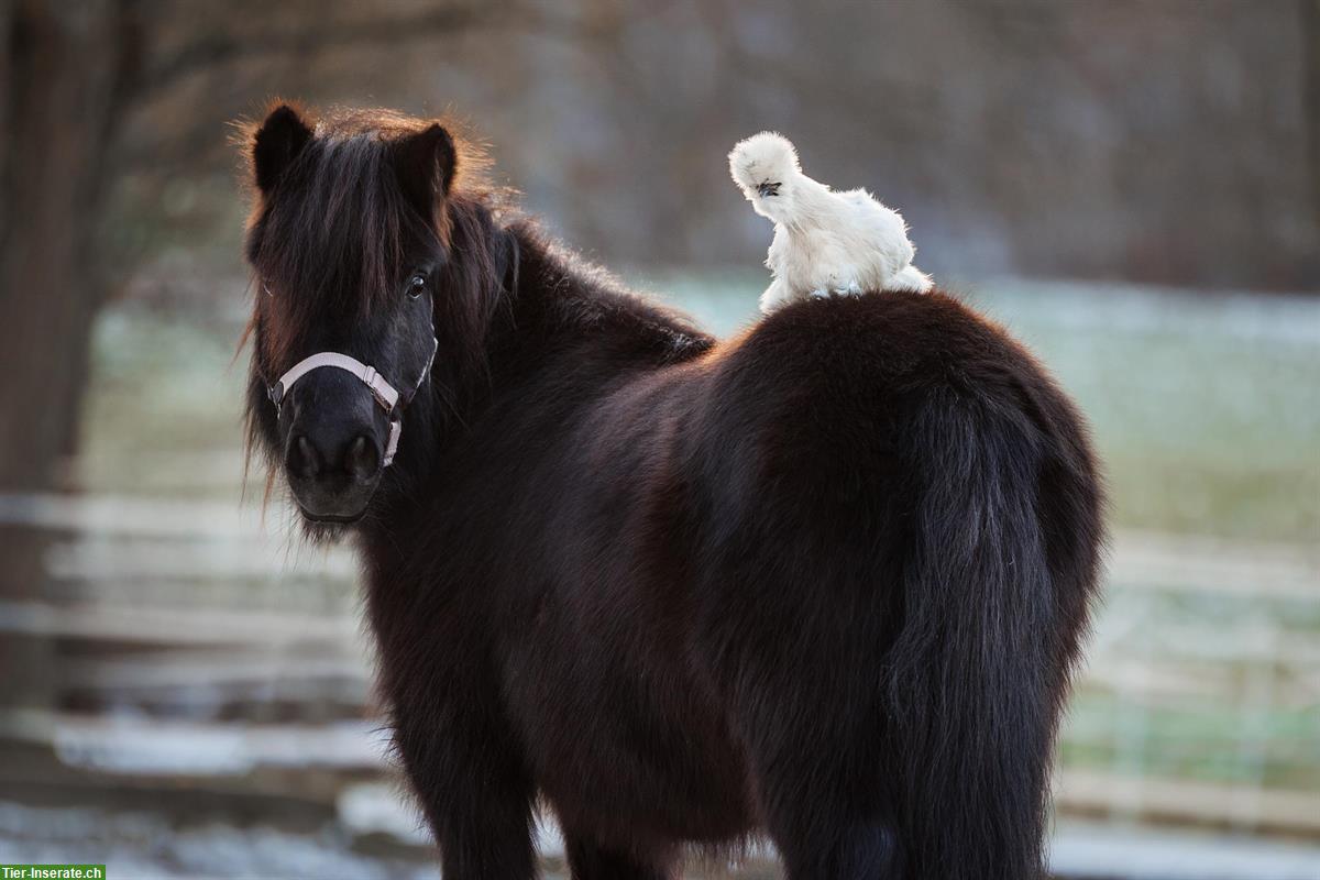 Bild 2: Kinder Geburtstag auf Ponyhof im Limmattal