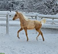 Grosse Palomino-Araber Stute sowie Hengstfohlen zu verkaufen