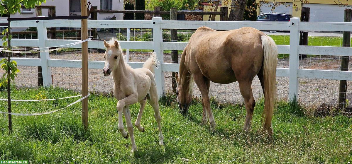 Bild 2: Palomino-Araber Stute sowie Hengstfohlen zu verkaufen