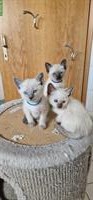 Reinrassige Thai-Siam Kitten zu verkaufen