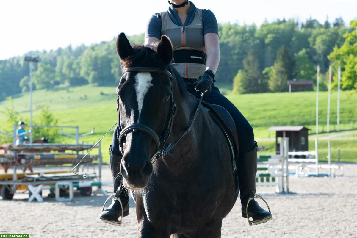 Bild 2: Reitbeteiligung für Vollblutwallach, Männedorf am Zürisee