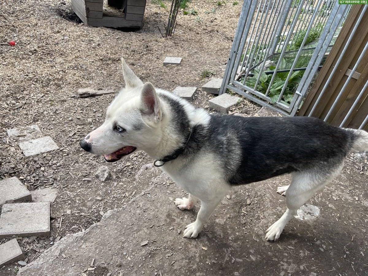 Wolf, ein Husky Rüde sucht dringend ein zuhause