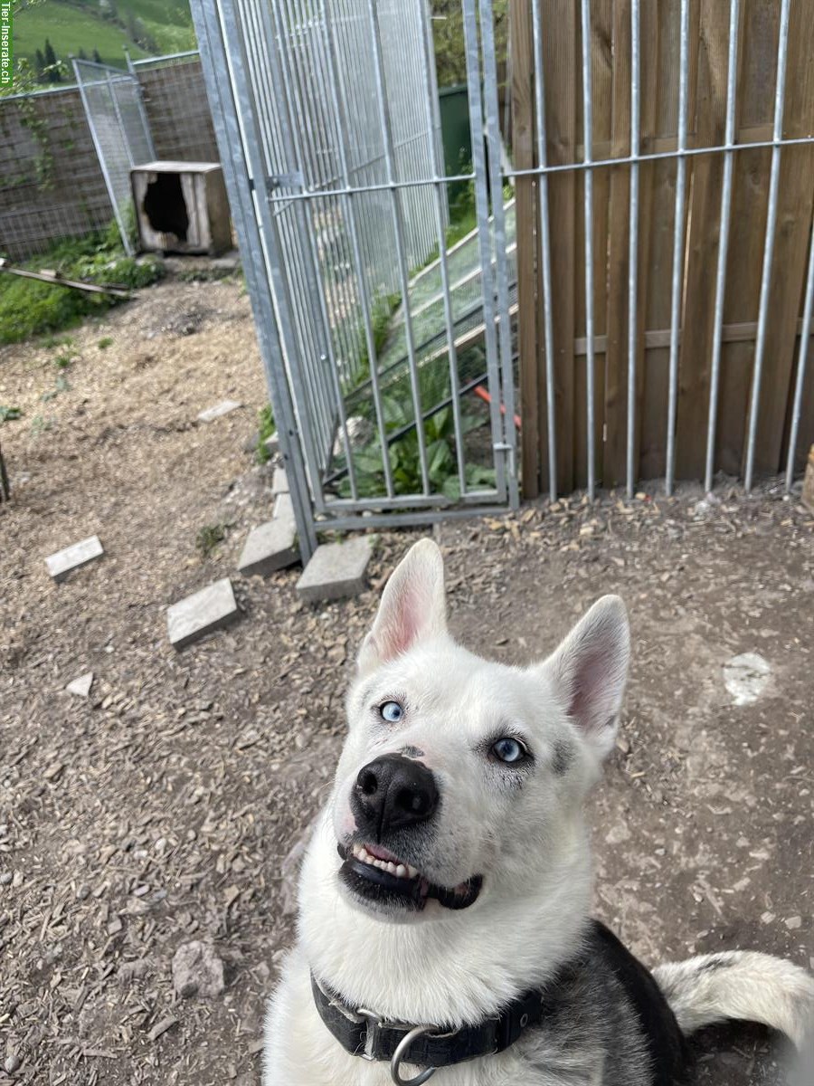 Bild 3: Wolf, ein Husky Rüde sucht dringend ein zuhause