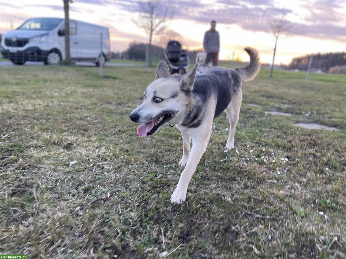 Layka, eine Husky Hündin sucht ein zuhause