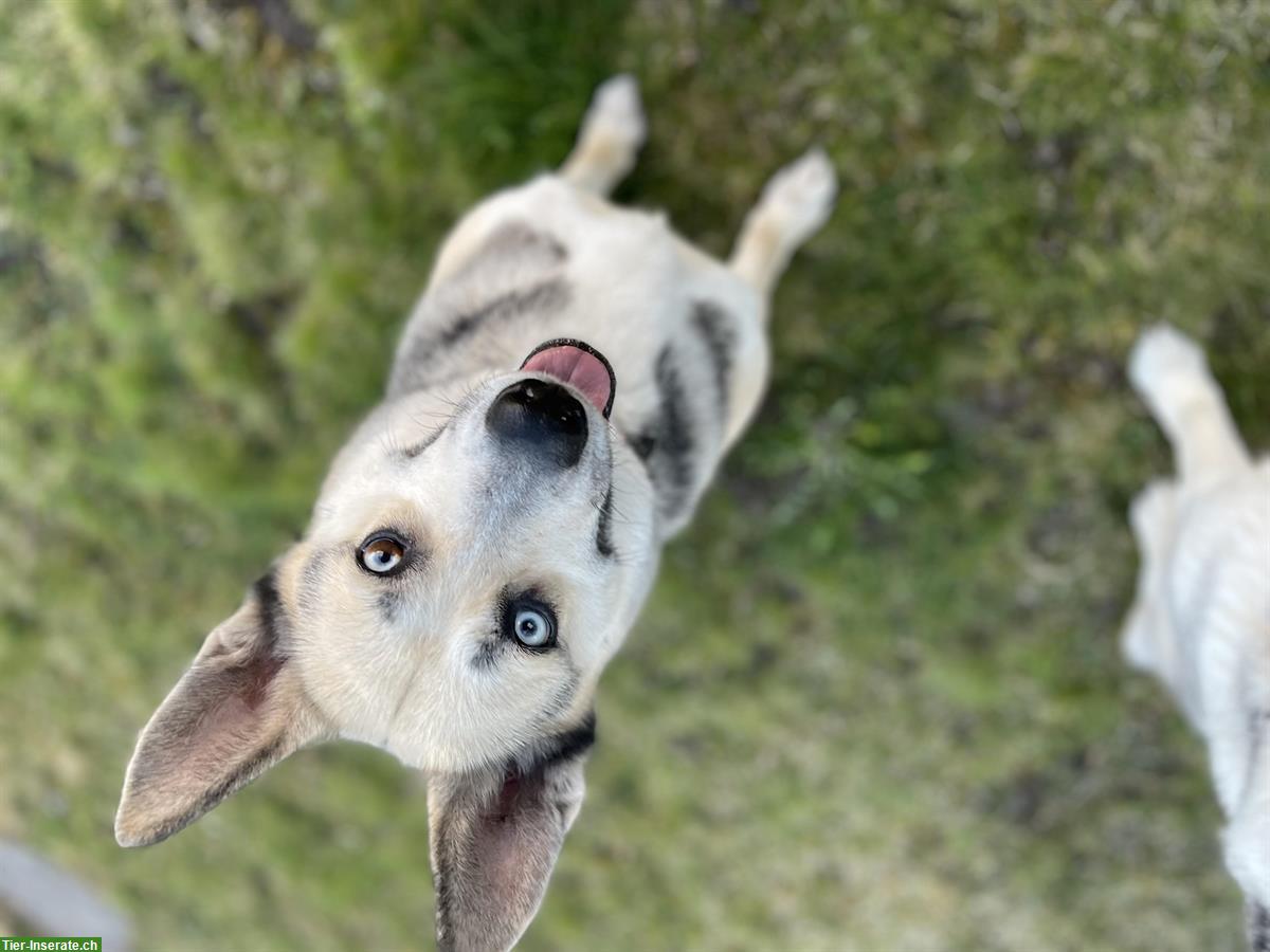 Bild 2: Layka, eine Husky Hündin sucht ein zuhause