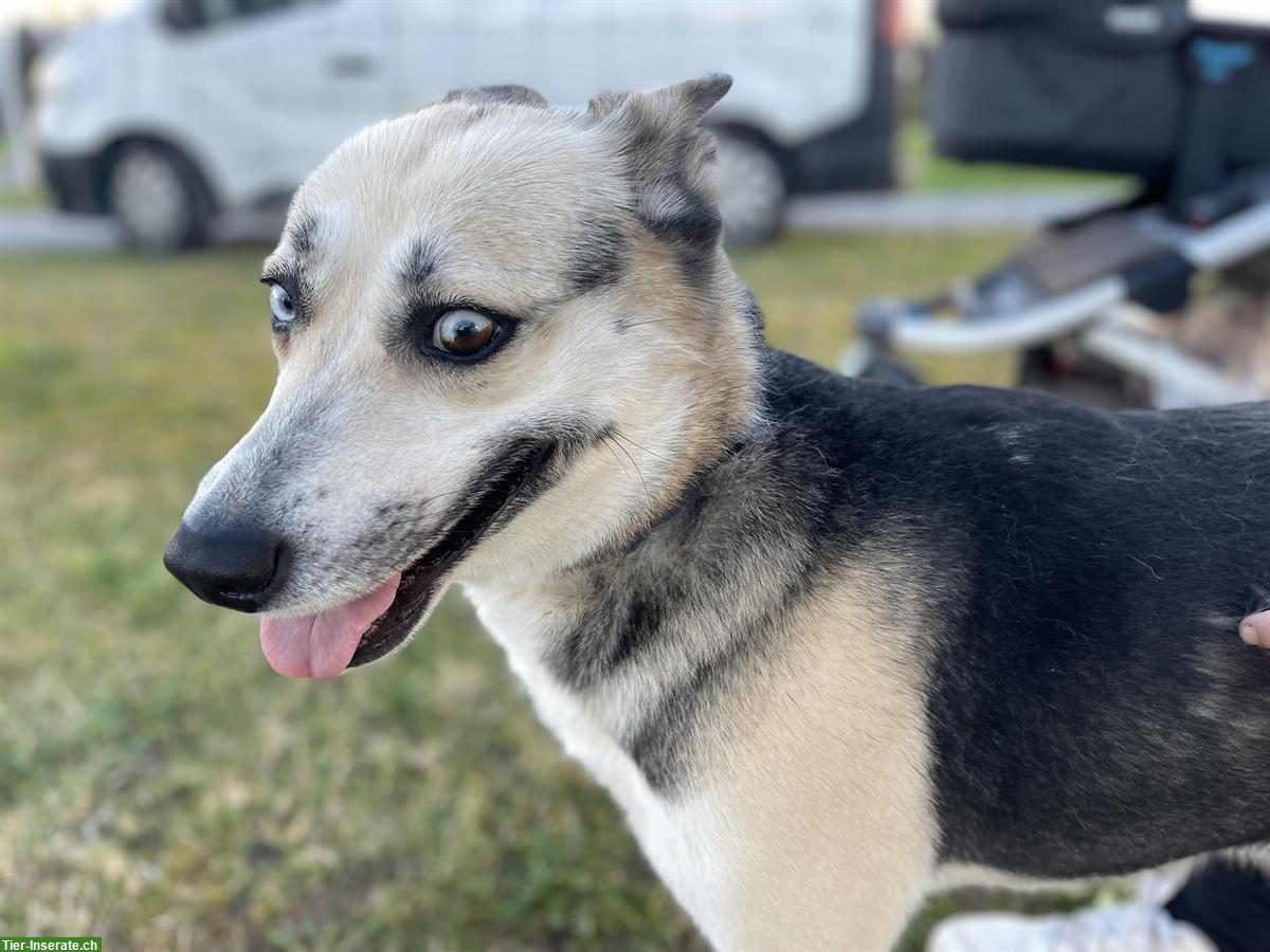 Bild 3: Layka, eine Husky Hündin sucht ein zuhause