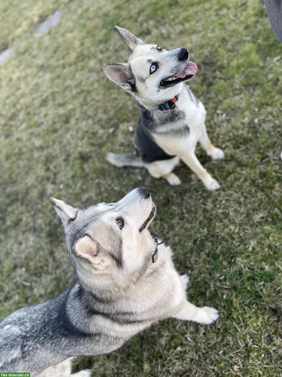 Bild 4: Layka, eine Husky Hündin sucht ein zuhause