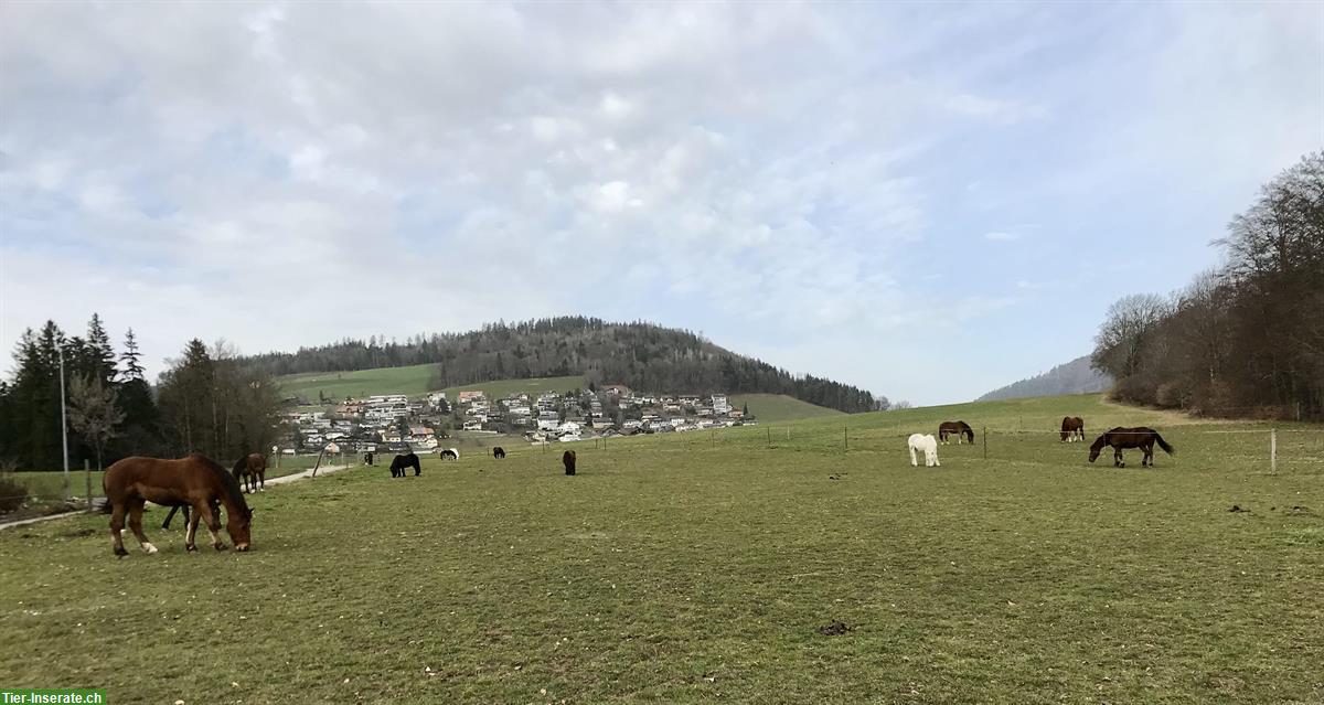 Bild 4: Vermieten Pferdeboxe 24m2 in Herblige BE