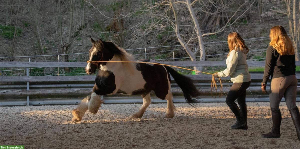 Bild 3: Freie Ausbildungsplätze im Simmental für dein Pferd