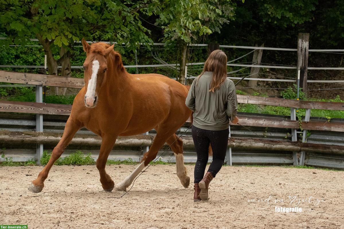 Bild 4: Freie Ausbildungsplätze im Simmental für dein Pferd