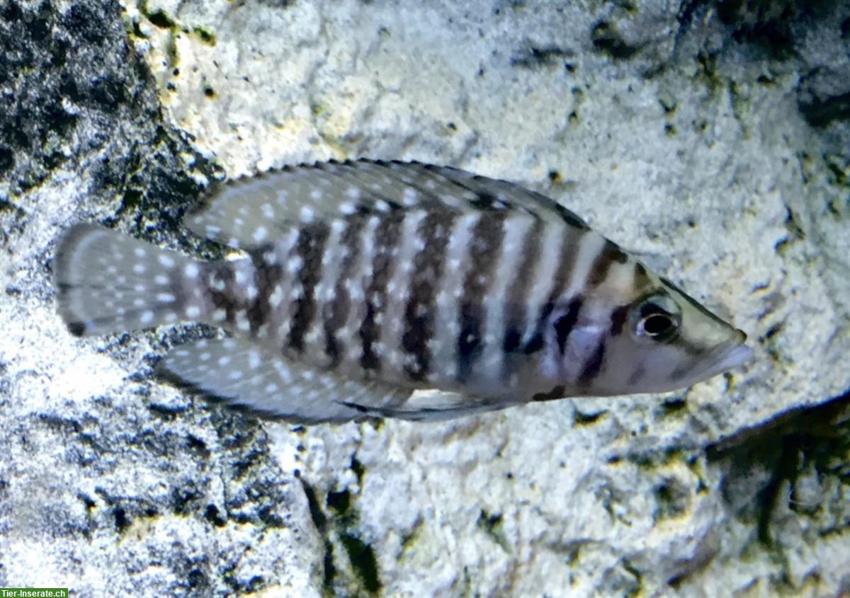 Bild 2: Tanganjika-Buntbarsche - Altolamprologus, Neolamprologus, Julidochromis etc.