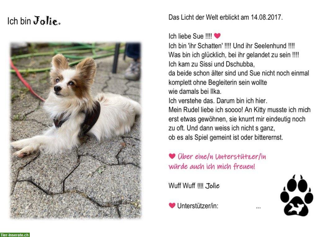 Bild 2: Hunde Patenschaft «Begegnungs- & Lebenshof Little Farm of Life»