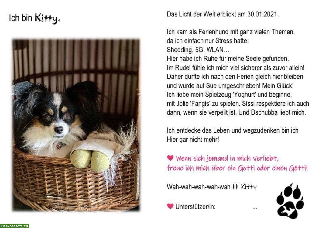 Bild 3: Hunde Patenschaft «Begegnungs- & Lebenshof Little Farm of Life»