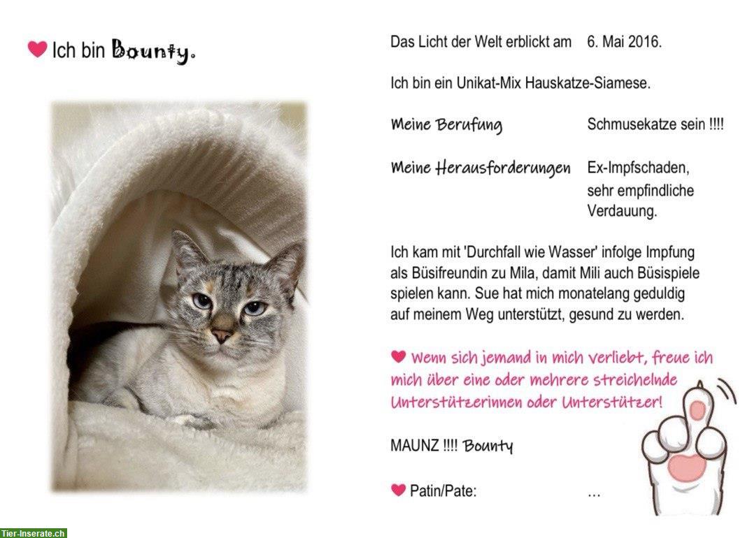 Bild 2: Katzen Patenschaft «Begegnungs- & Lebenshof Little Farm of Life»