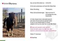 Pferde oder Pony Patenschaft auf der «Little Farm of Life»