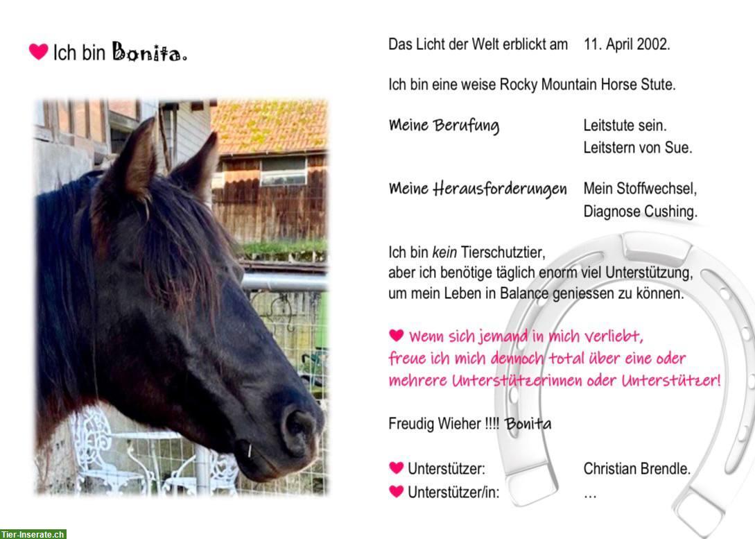 Bild 2: Pferde oder Pony Patenschaft auf der «Little Farm of Life»