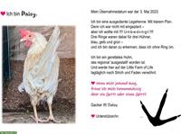 Hühnerpatenschaft für gerettete Legehennen bei «Little Farm of Life»