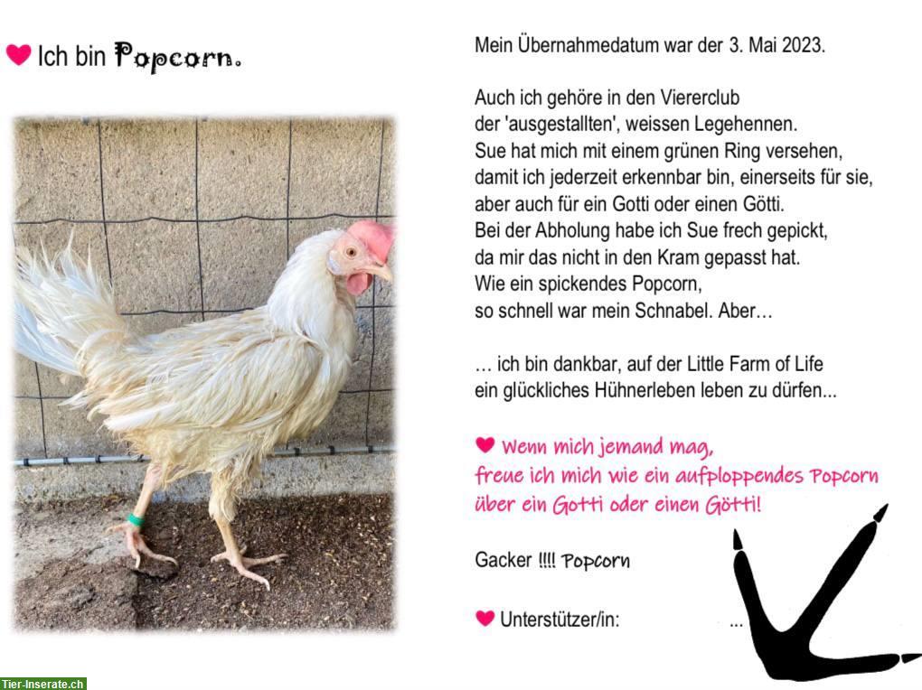 Bild 3: Hühnerpatenschaft für gerettete Legehennen bei «Little Farm of Life»