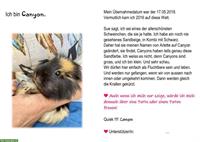 Meerschweinchen Patenschaft auf der «Little Farm of Life»