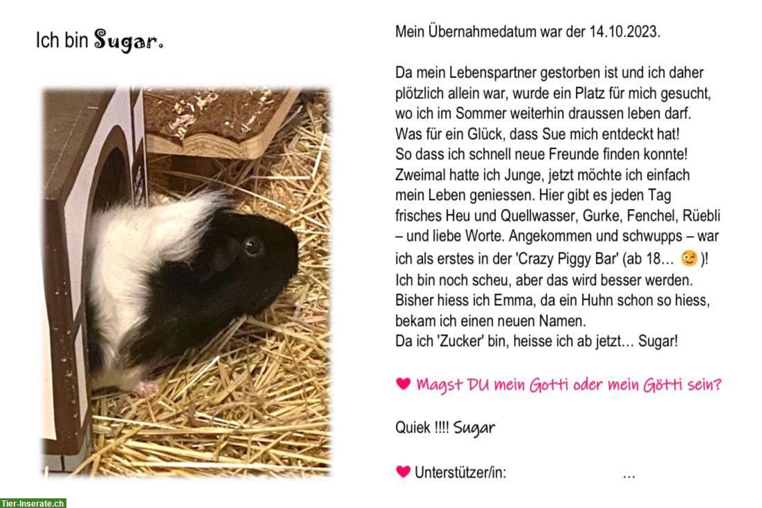 Bild 3: Meerschweinchen Patenschaft auf der «Little Farm of Life»